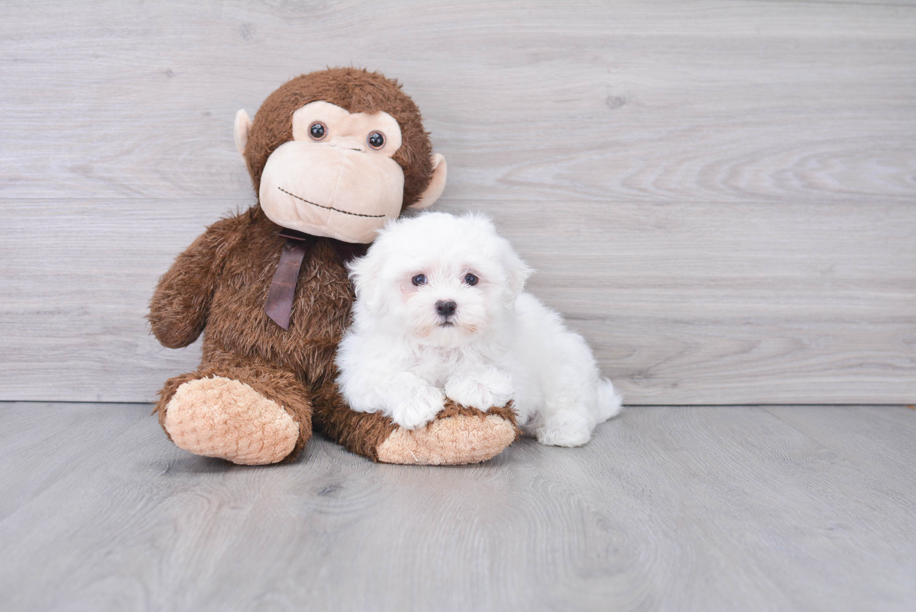 Little Maltese Baby