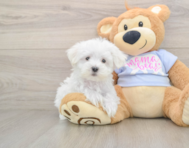 8 week old Maltese Puppy For Sale - Premier Pups