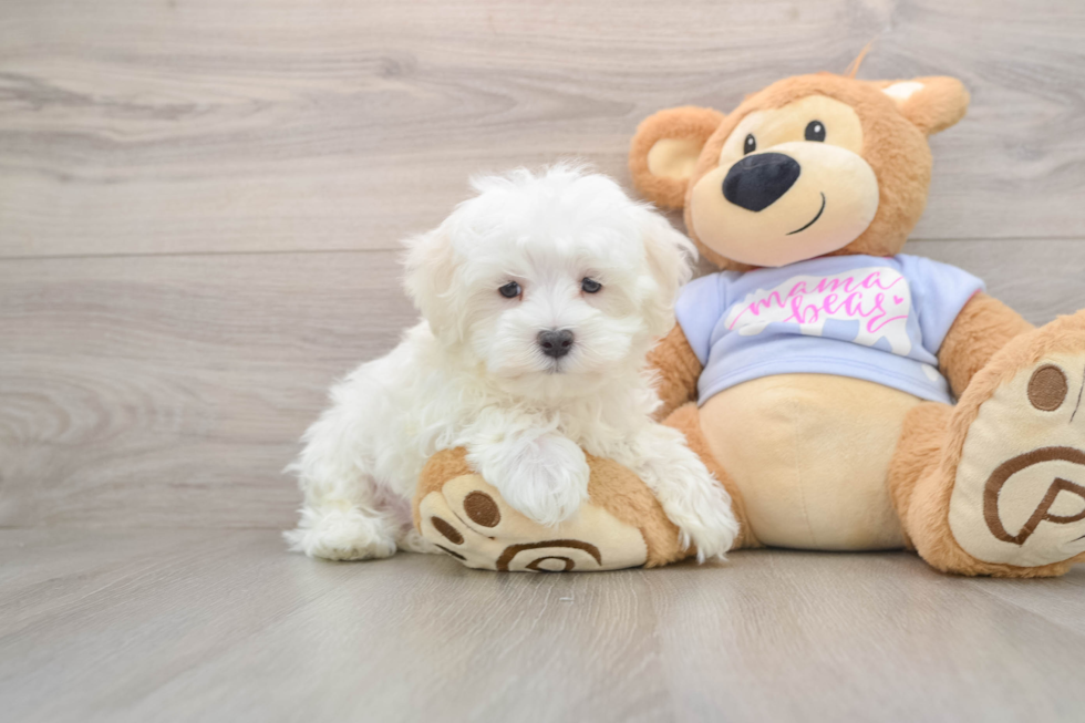 Fluffy Maltese Purebred Puppy