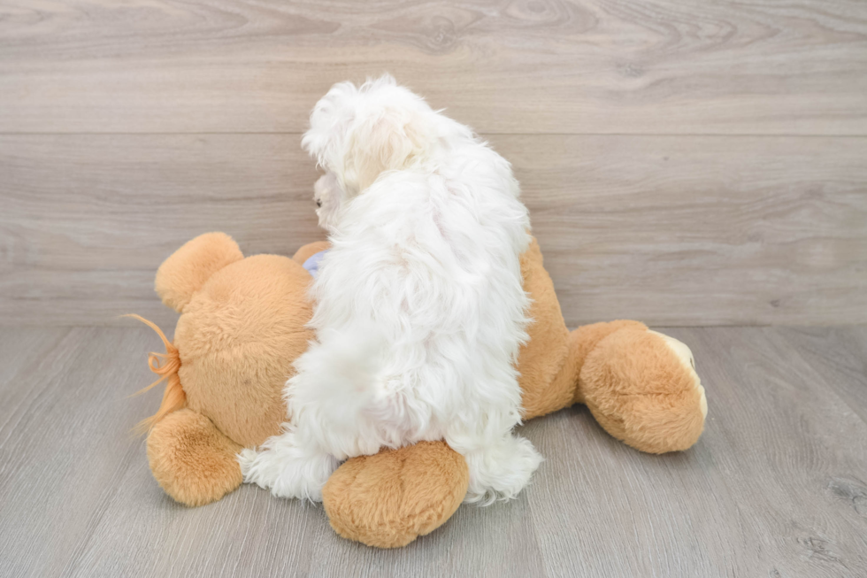 Maltese Puppy for Adoption