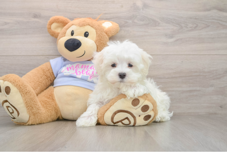 Akc Registered Maltese Purebred Pup