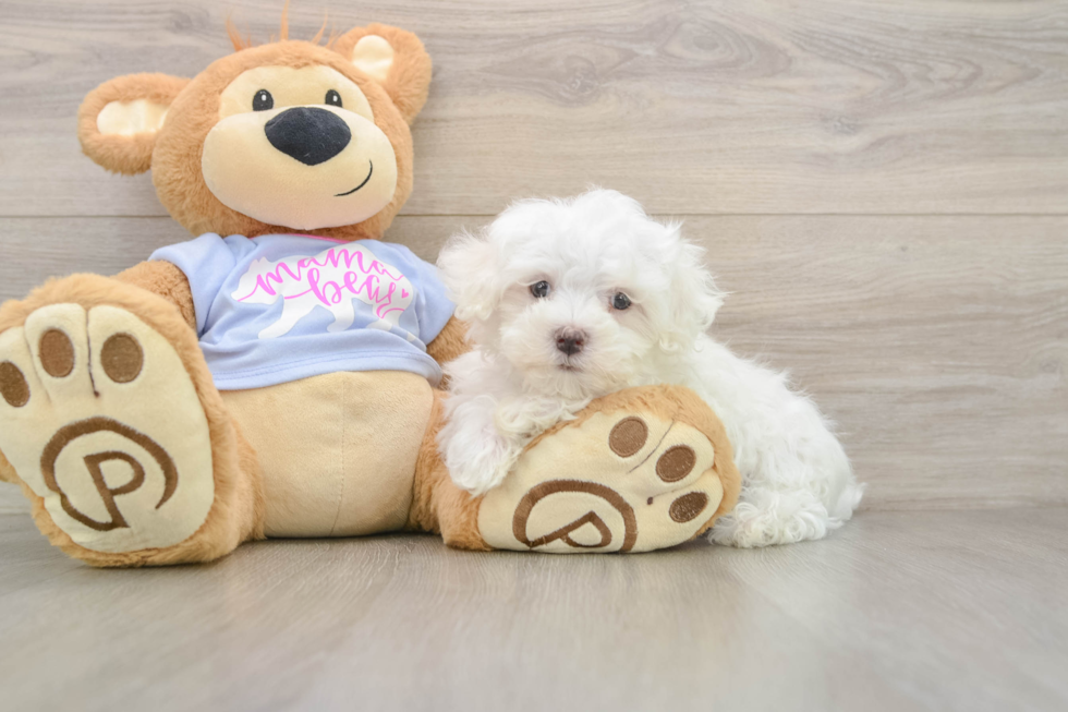 Friendly Maltese Baby