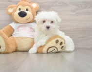 8 week old Maltese Puppy For Sale - Premier Pups