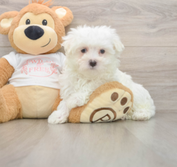 8 week old Maltese Puppy For Sale - Premier Pups