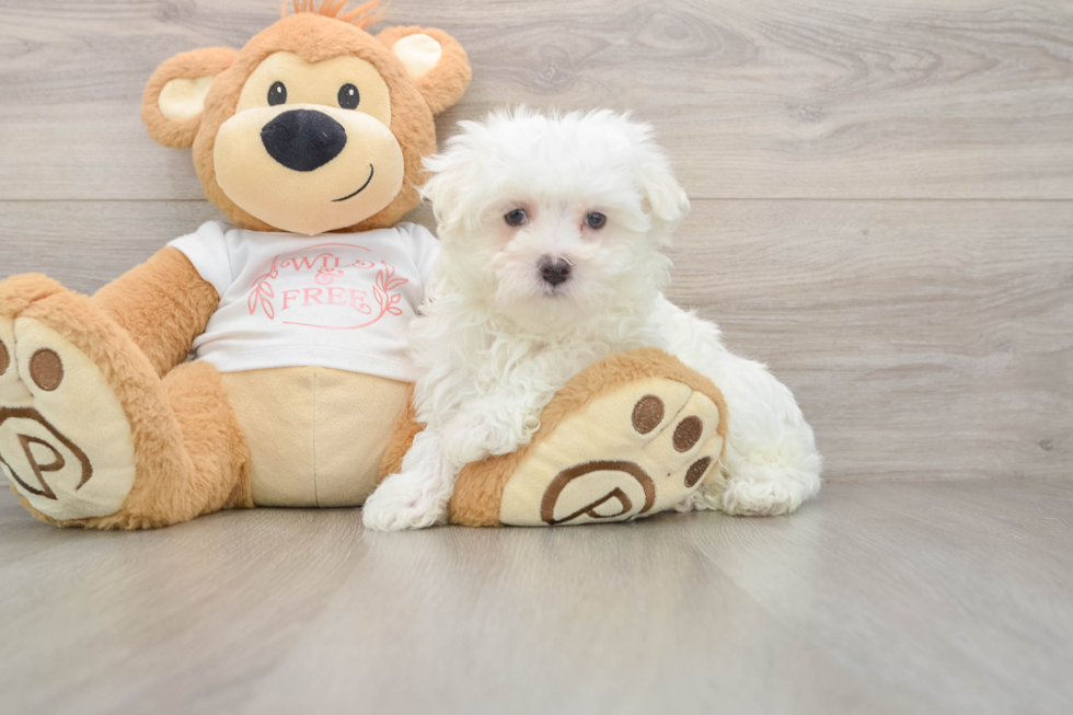 Friendly Maltese Purebred Pup