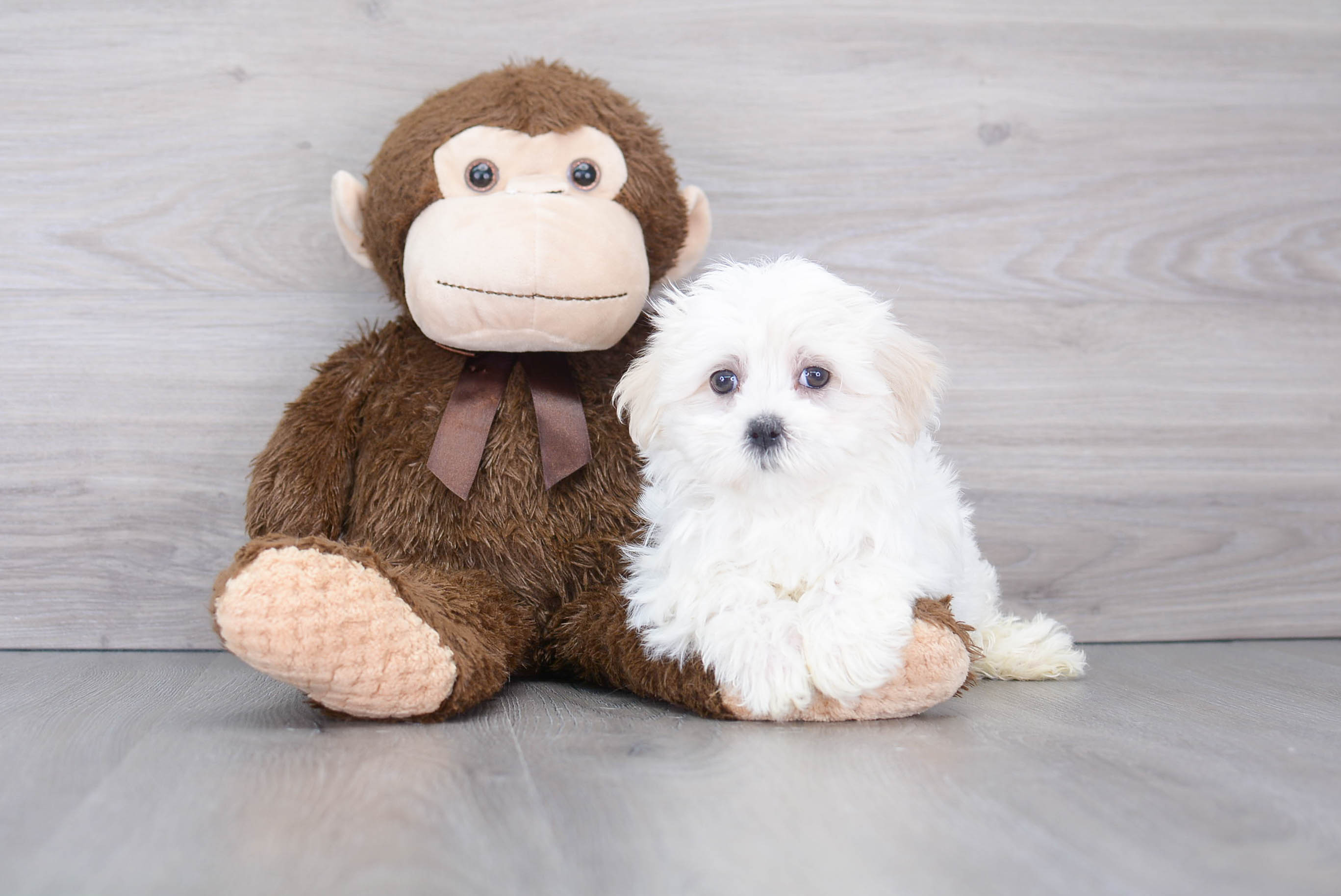 Maltese Puppy for Adoption