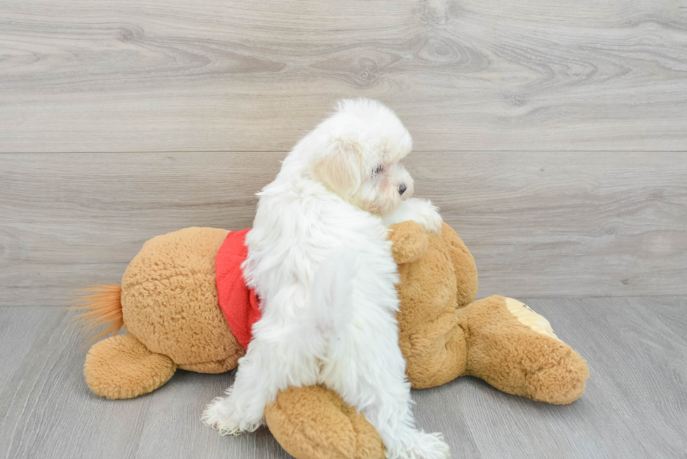 Maltese Puppy for Adoption