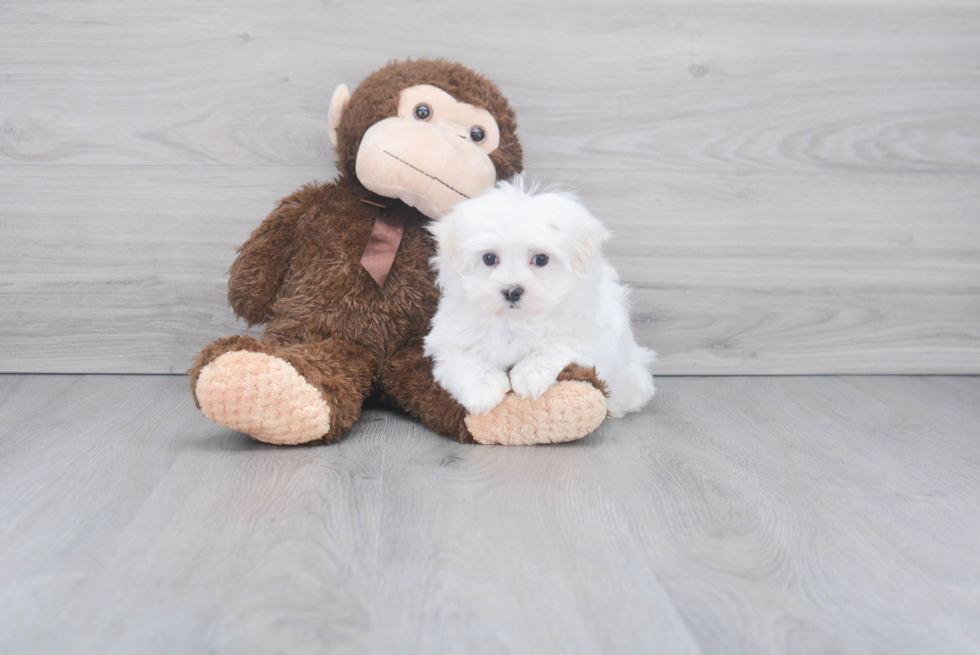 Maltese Pup Being Cute