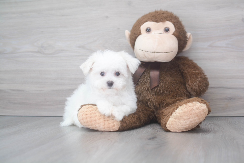 Best Maltese Baby