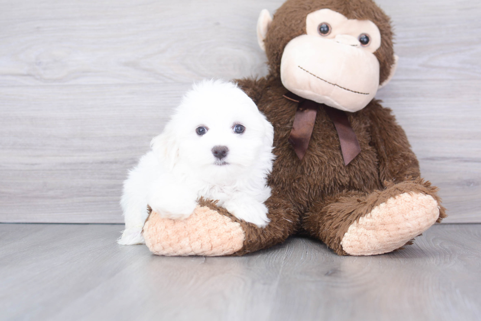 Popular Maltese Baby