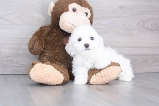 Maltese Puppy for Adoption