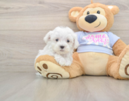 8 week old Maltese Puppy For Sale - Premier Pups