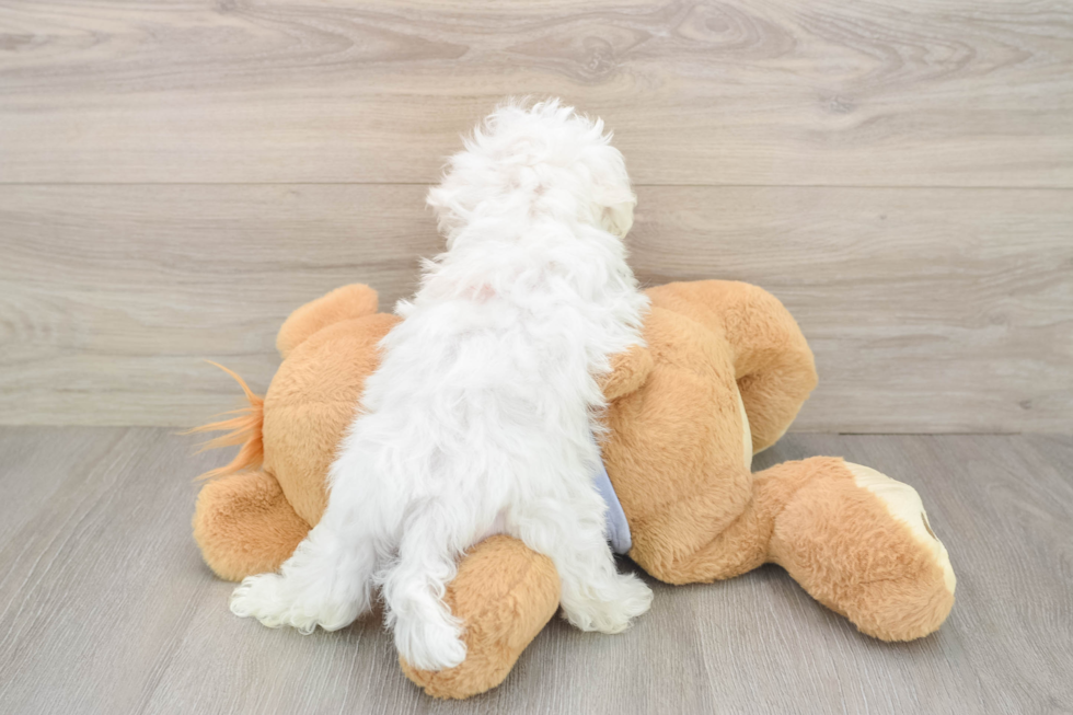 Maltese Pup Being Cute