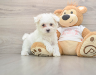 8 week old Maltese Puppy For Sale - Premier Pups