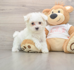 8 week old Maltese Puppy For Sale - Premier Pups