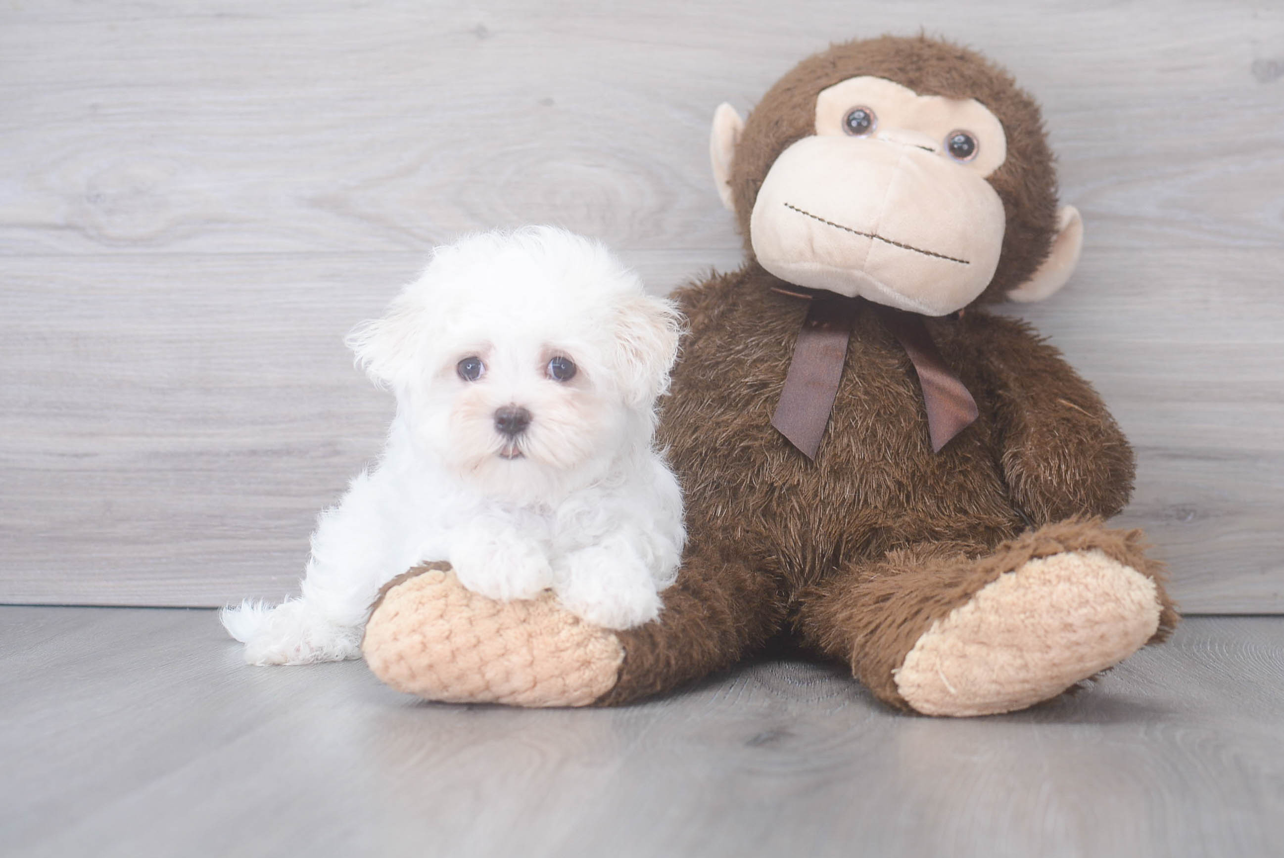 Best Maltese Baby