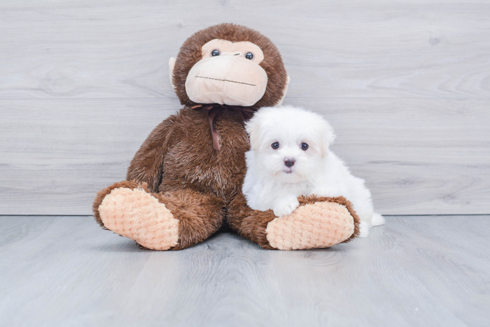 Friendly Maltese Purebred Pup
