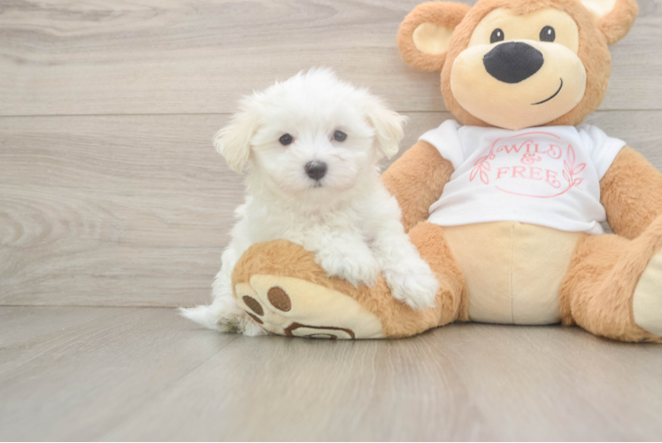 Friendly Maltese Purebred Pup