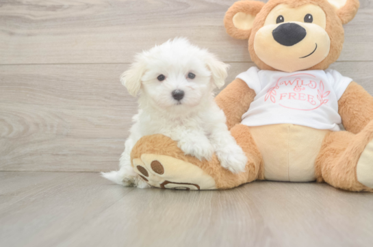 Friendly Maltese Purebred Pup