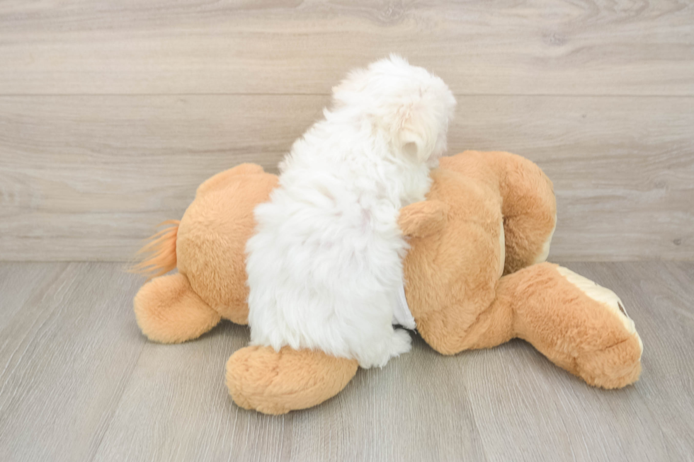 Maltese Pup Being Cute