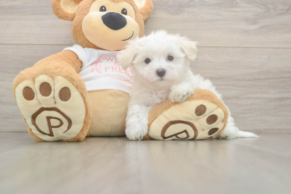 Maltese Pup Being Cute