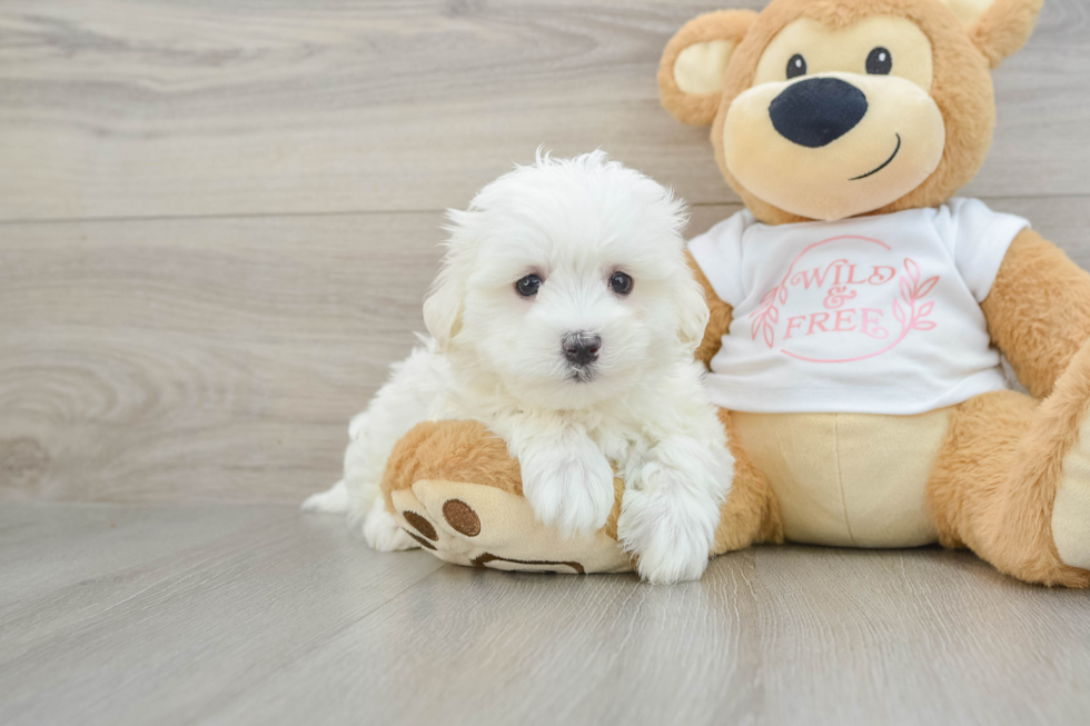 Hypoallergenic Maltese Baby