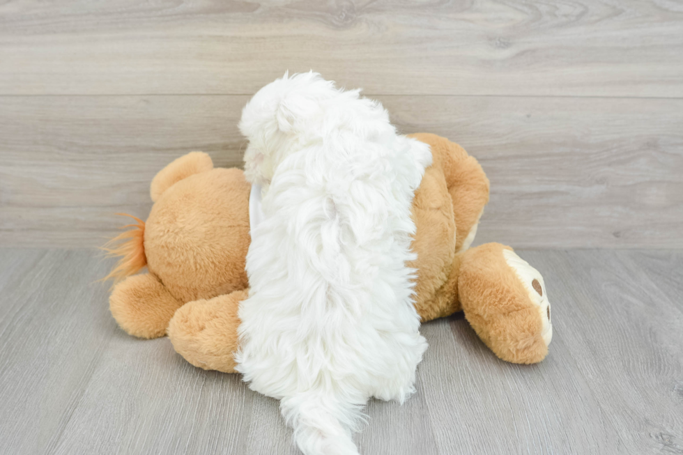 Friendly Maltese Baby