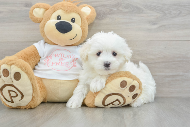 Friendly Maltese Baby