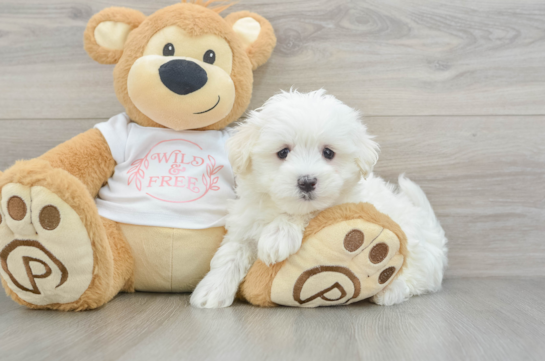 Friendly Maltese Baby