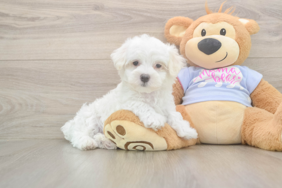 Friendly Maltese Baby