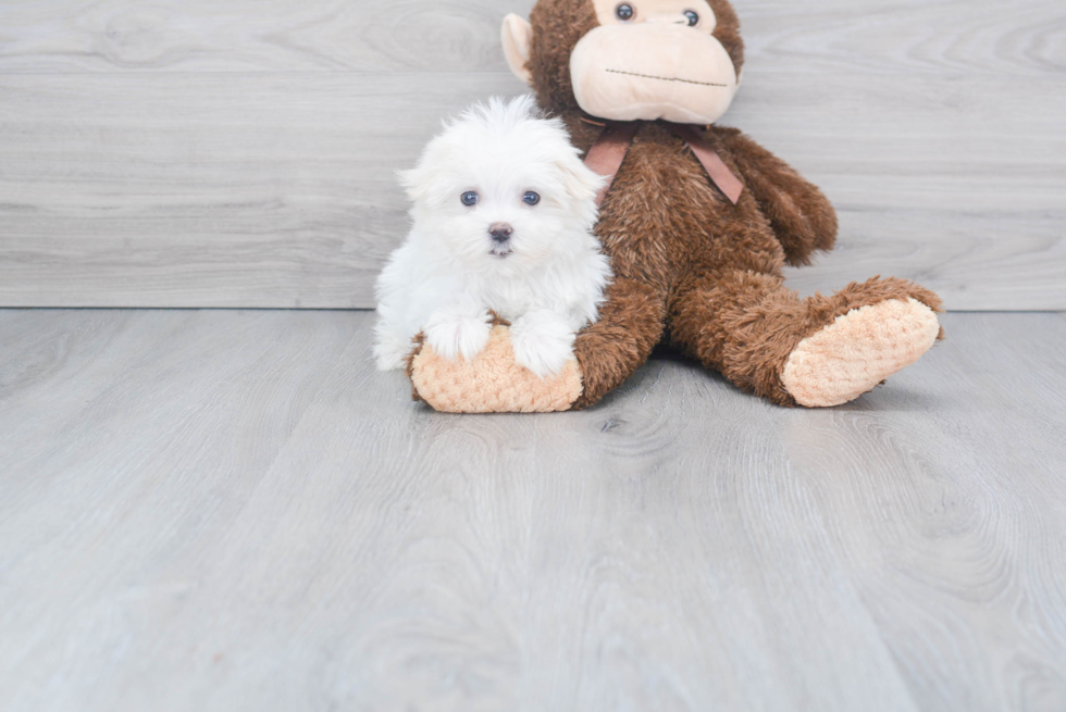 Maltese Puppy for Adoption