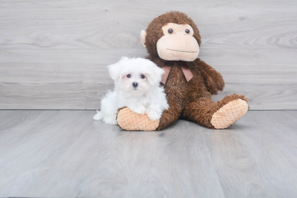 Maltese Pup Being Cute