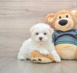 7 week old Maltese Puppy For Sale - Premier Pups