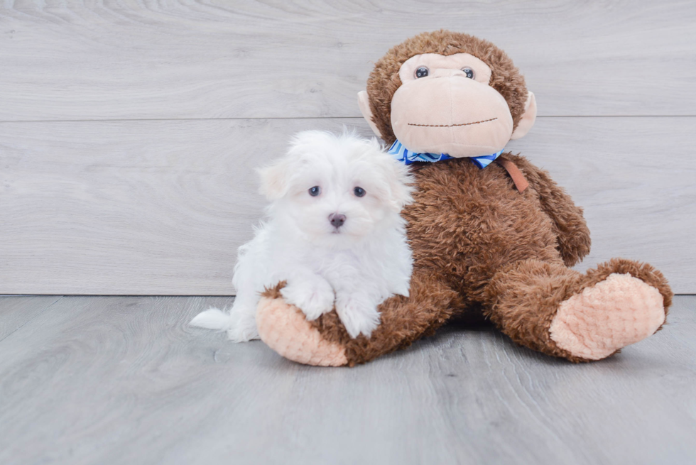 Maltese Puppy for Adoption