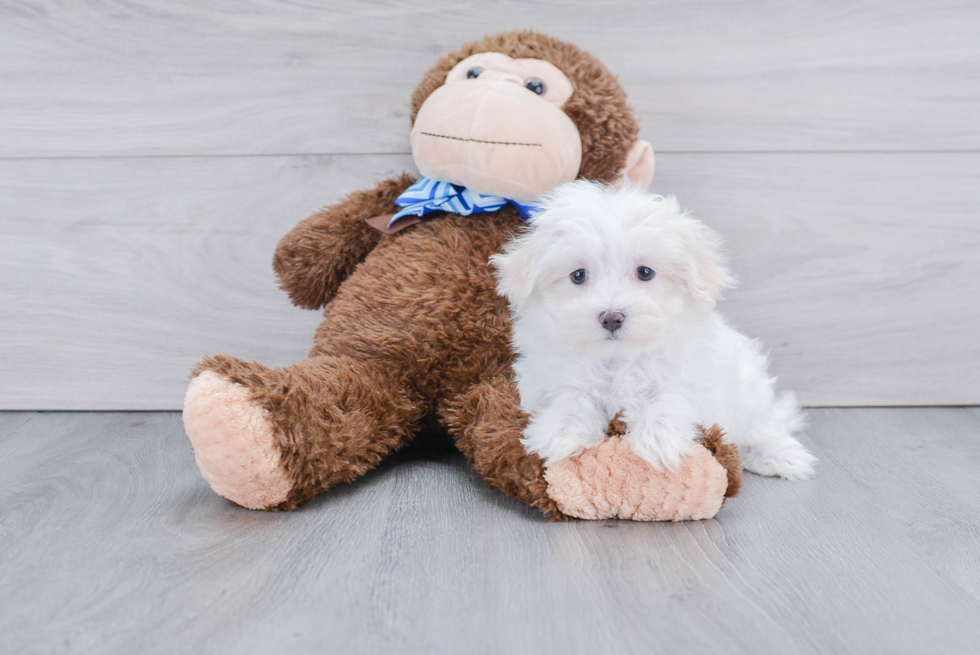 Fluffy Maltese Purebred Puppy