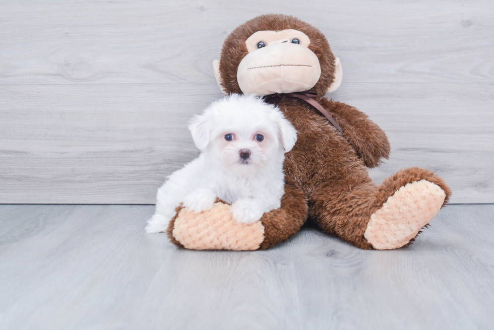 Popular Maltese Purebred Pup
