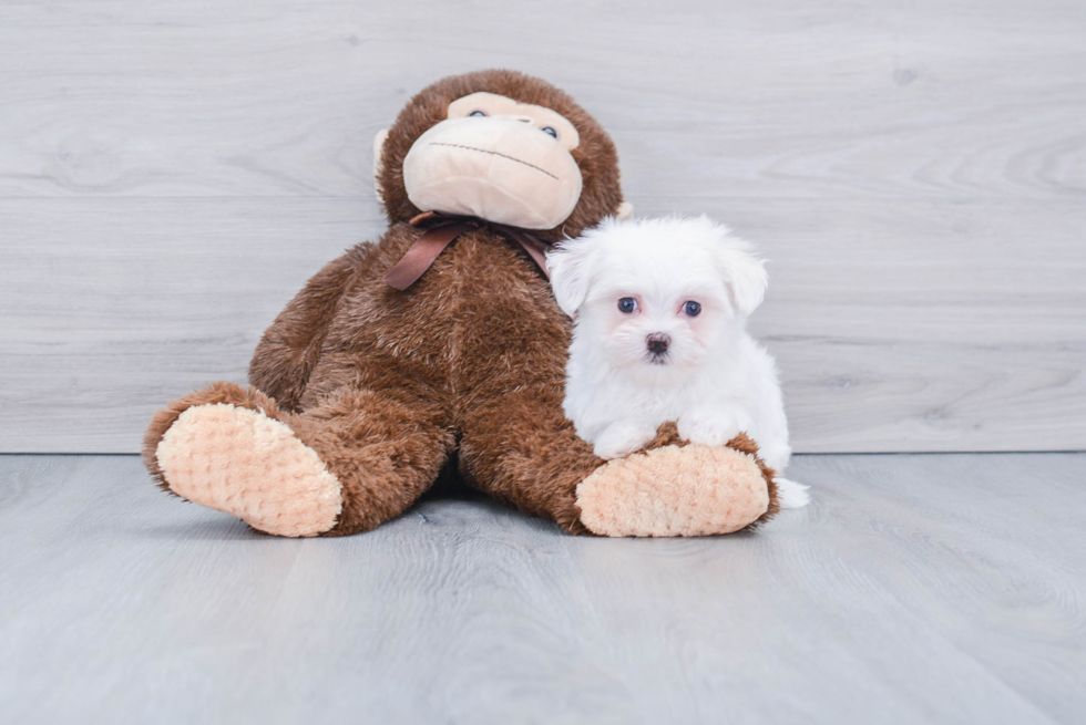 Hypoallergenic Maltese Purebred Pup
