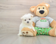 7 week old Maltese Puppy For Sale - Premier Pups