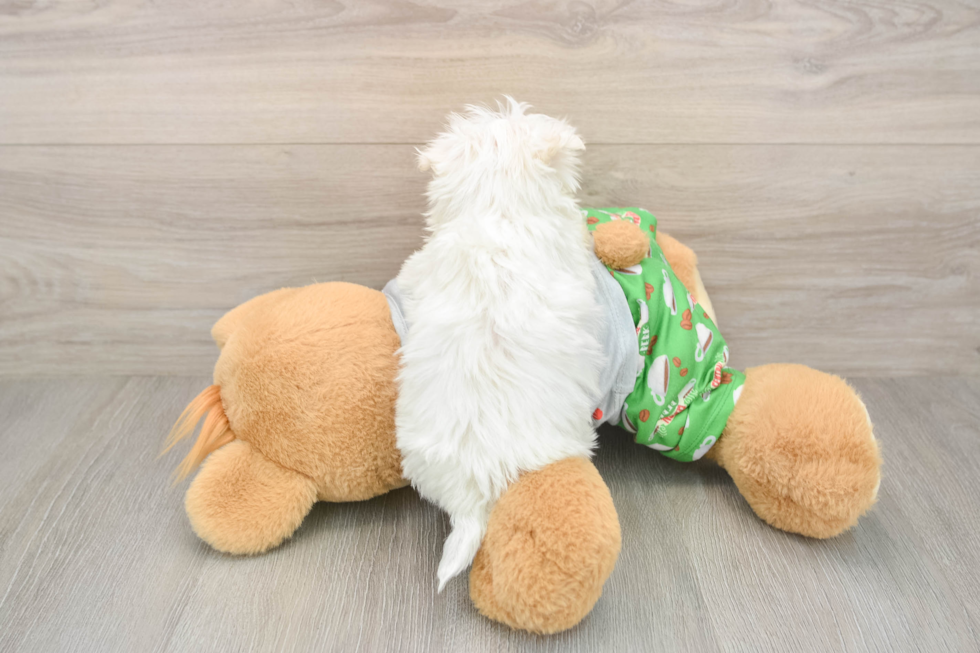 Maltese Puppy for Adoption