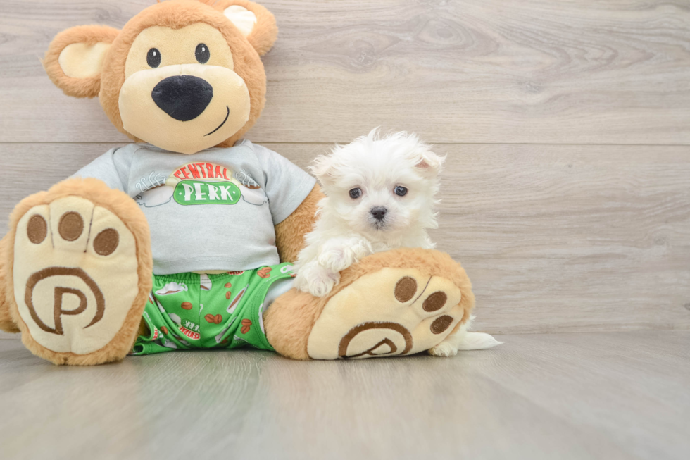 Maltese Puppy for Adoption