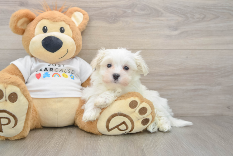 Cute Maltese Purebred Puppy