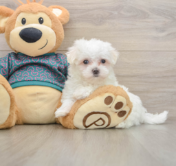 7 week old Maltese Puppy For Sale - Premier Pups