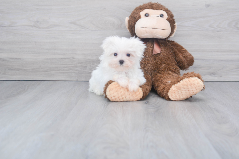 Maltese Puppy for Adoption