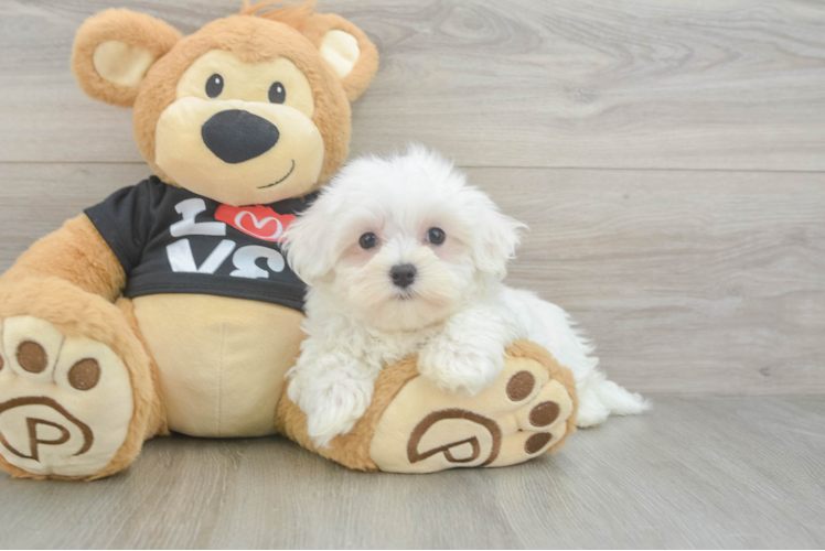 Hypoallergenic Maltese Purebred Pup