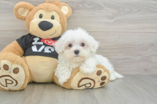 Hypoallergenic Maltese Purebred Pup