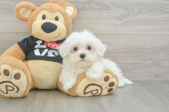 Hypoallergenic Maltese Purebred Pup