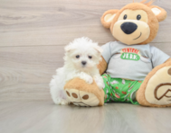 7 week old Maltese Puppy For Sale - Premier Pups