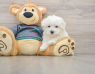 8 week old Maltese Puppy For Sale - Premier Pups