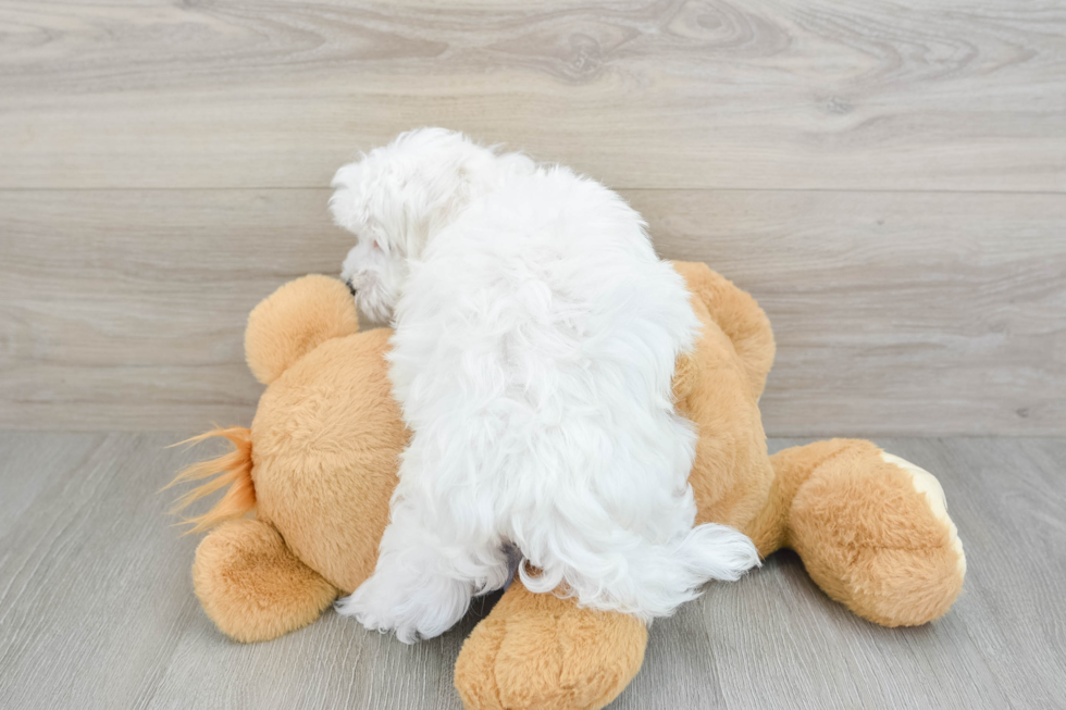 Maltese Puppy for Adoption