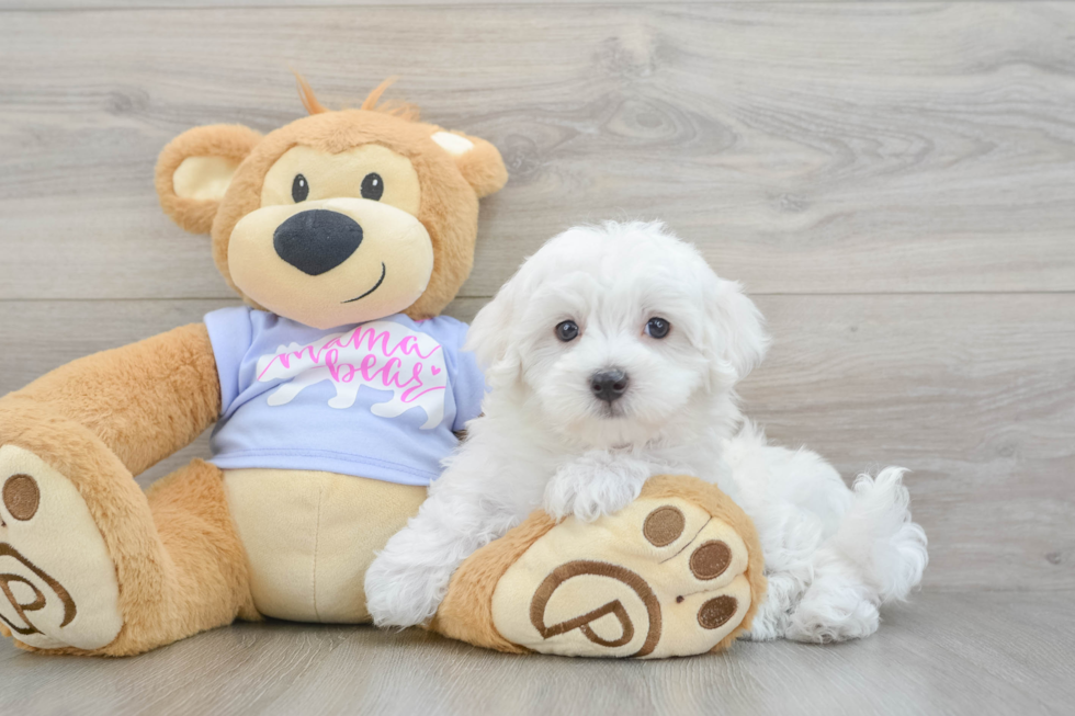 Maltese Pup Being Cute